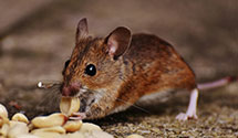24 Hour & Emergency Exterminators in Palisade, NJ